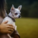 강아지정류장 이미지