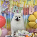 놀러오개 애견유치원 애견호텔 동대문점 이미지