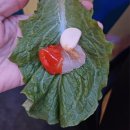 파도초장 이미지