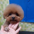 파주애견미용센터 이미지