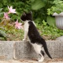 행복한 고양이 이미지