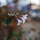 댕강댕강 이미지