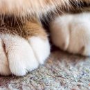 꾹꾹이 하는 고양이(kneading cats) 네이버블로그