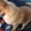 견우애견 이미지