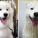 강아지삼촌 이미지