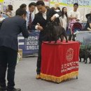 더블유펫 테마파크 이미지