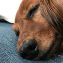 신호동물병원 이미지