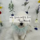 쁘리에숑 | [애견미용] 대구 쁘리에숑 비숑 베들컷 후기