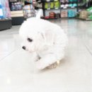 헬로펫 여수 이미지