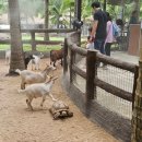 유흥농장 | 🏝️ 파타야 3일차 일정 완전정복｜아마리 파타야·백만년 바위 공원·파 분 카페·워킹스트리트 후기