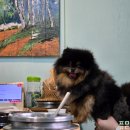 여주켄넬 이미지