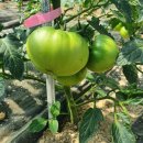 수야농장 이미지