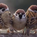 나들이펜션 이미지