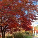 밤머리재홍단풍거리 이미지