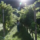 박미향 농장 이미지