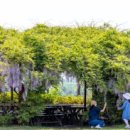 청보리목장 이미지