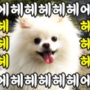 표나개 반려애견 미용실 이미지