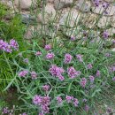 죽관메원 이미지