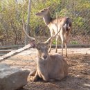 아산사슴 건강의 집 이미지