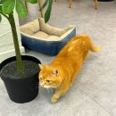 스카이캣명동2호점 이미지