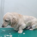 아지양이 펫샵 이미지