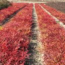 상가농장 이미지