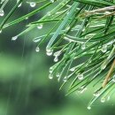 솔잎이슬 이미지