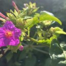 골왓마을방사탑 5호 이미지