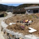 고성목장 Daum카페