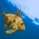 바다 FISH 이미지