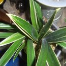 미림화원 이미지