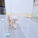 댕댕큘럼 이미지