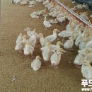 체리부로식품