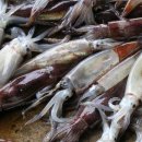 오징어PC 이미지