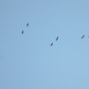 덕진-17 이미지