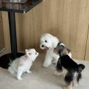 멍친카페