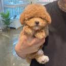 마리켄넬 이미지