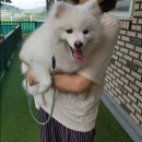 이삭애견훈련소 | 수원애견훈련소 이웅종이삭애견훈련소 후기 솜털이 잘 지내고 있어요! 3주차