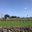 배목수집 이미지