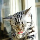 고양이세수 이미지