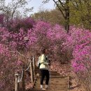 청계산 진달래능선 만개! 옥녀봉 코스 후기🌸 산로 메리노울 등산양말 #등산양말중목 #여성등산양말