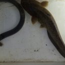 단돈낚시터 이미지