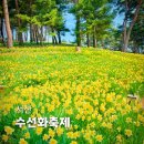 수당리 | 서산 유기방가옥 수선화축제 2026 개화시기 실시간 입장료 관람포인트 BEST3