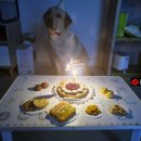 퍼피버스데이 이미지