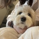 지에스25삼송라피아노점 | [삼송/오금동 쌀국수 맛집] 애견 동반 가능한 식당 &#34;오마이포 삼송 라피아노&#34;