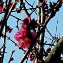 고요한꽃뜰 이미지