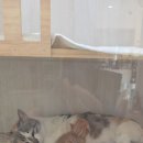 옐빵 네이버블로그