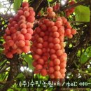(주)농업회사법인 수림농원애 네이버블로그