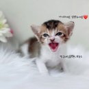 짱구네동물병원 이미지