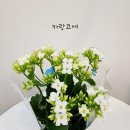 블라썸플라워